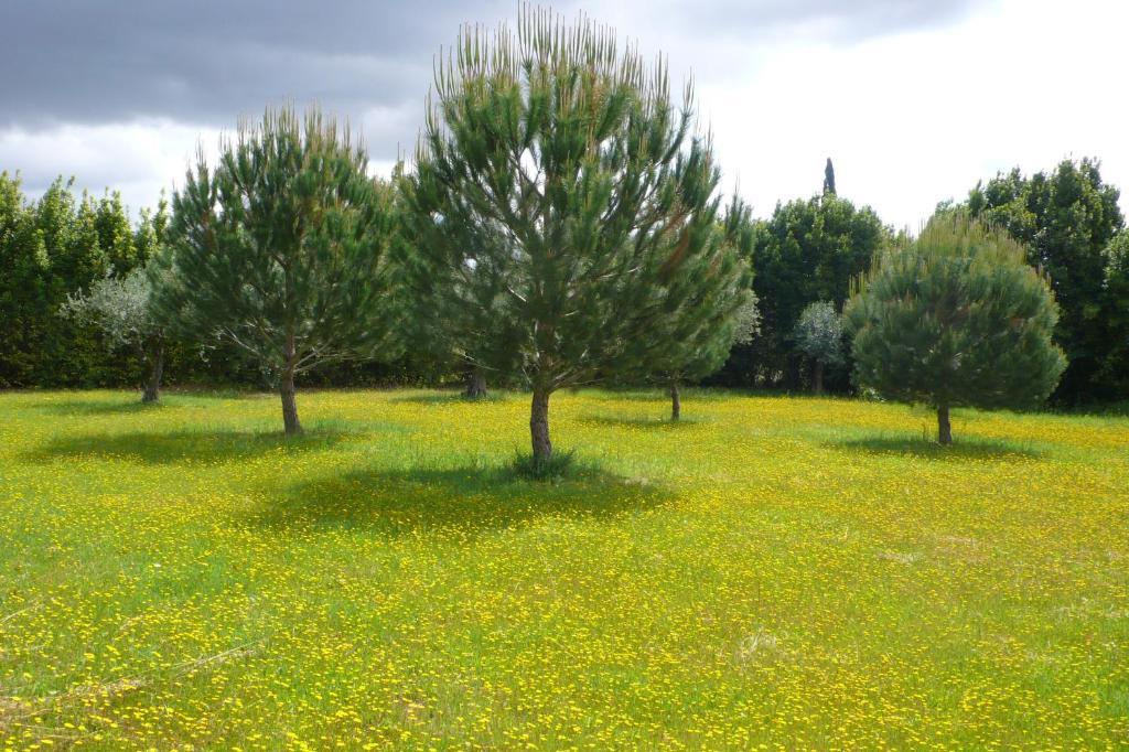 Casa Da Avo Genoveva Guest House Томар Екстериор снимка